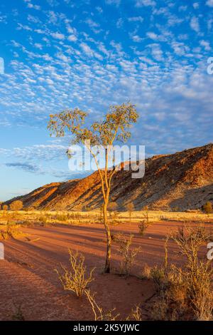 Luce serale dorata con cielo sgombro sulla catena montuosa di Arookara, il deserto di Simpson, l'entroterra australiano, il territorio settentrionale, il NT, Australia Foto Stock