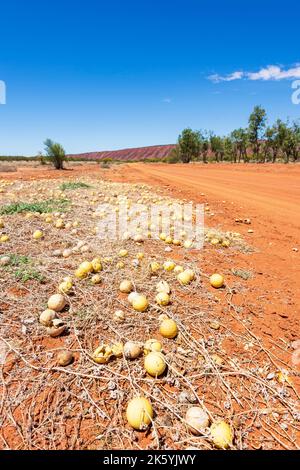 I meloni del risone (myriocarpus del Cucumis) sono un erbacce tossiche, territorio del Nord, NT, Australia Foto Stock