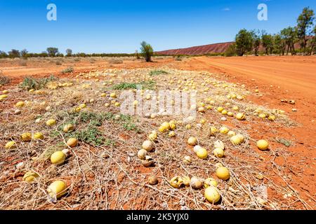 I meloni del risone (myriocarpus del Cucumis) sono un erbacce tossiche, territorio del Nord, NT, Australia Foto Stock