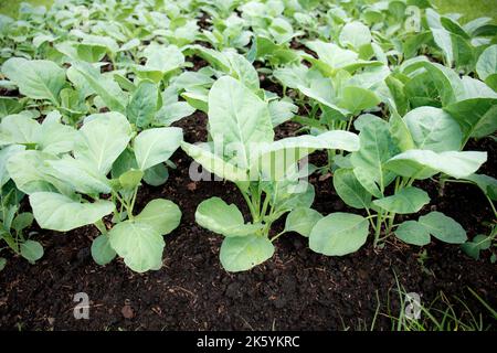 Kale stanno crescendo sulla trama in giardino. Foto Stock