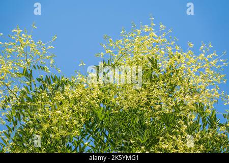 Ramo di acacia Robinia pseudoacacia è abbondante fioritura con fiori bianchi. Acacia falso. Foglie e fiori di robinia, pseudoacacia di Robinia, in estate. Foto Stock