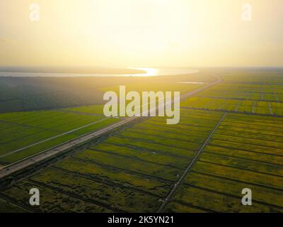 Veduta aerea del risone giallo in attesa di vendemmia Foto Stock