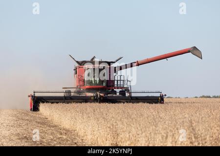 Una mietitrebbia Case IH che raccoglie soia nella contea di Warren, Illinois Foto Stock