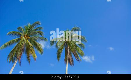 Doppio albero di cocco dello sfondo blu del cielo con copyspace area per la formulazione Foto Stock