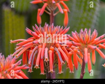 Fiori della pianta di Aloe sapone in un giardino. Aloe maculata sinonimo aloe saponaria; comunemente noto come aloe sapone o aloe zebra Foto Stock