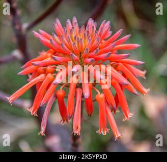 Fiori della pianta di Aloe sapone in un giardino. Aloe maculata sinonimo aloe saponaria; comunemente noto come aloe sapone o aloe zebra Foto Stock