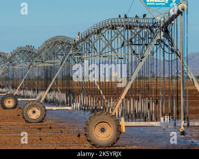 Gli uccelli si riuniscono intorno ad una grande macchina di irrigazione di campo poichè spruzza l'acqua in un campo arido, presto essere maturo con cotone Foto Stock