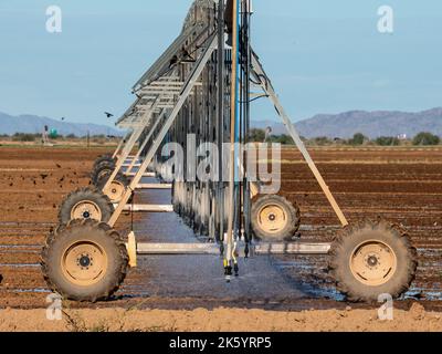 Gli uccelli si riuniscono intorno ad una grande macchina di irrigazione di campo poichè spruzza l'acqua in un campo arido, presto essere maturo con cotone Foto Stock