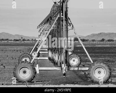 Gli uccelli si riuniscono intorno ad una grande macchina di irrigazione di campo poichè spruzza l'acqua in un campo arido, presto essere maturo con cotone Foto Stock