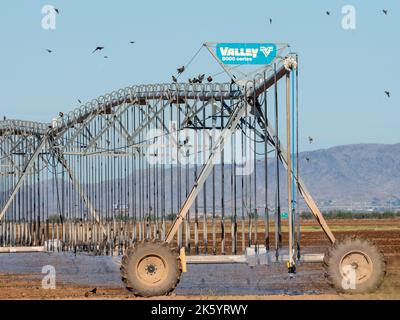 Gli uccelli si riuniscono intorno ad una grande macchina di irrigazione di campo poichè spruzza l'acqua in un campo arido, presto essere maturo con cotone Foto Stock