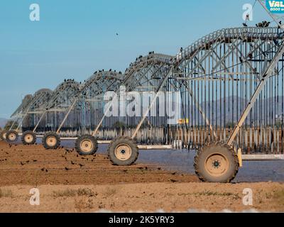 Gli uccelli si riuniscono intorno ad una grande macchina di irrigazione di campo poichè spruzza l'acqua in un campo arido, presto essere maturo con cotone Foto Stock