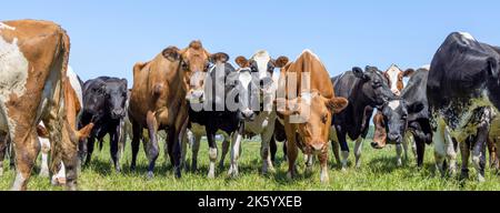 Imballare mucche, prima fila, una vista panoramica ampia, un gruppo bianco e rosso nero, mandria in un campo Foto Stock