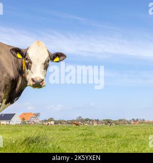 Mucca guardando a sinistra, in un paesaggio di campagna, testa dietro l'angolo, un cielo blu, guardando la macchina fotografica, in piedi, marrone e bianco, spazio di copia Foto Stock