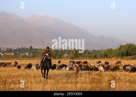 Allevamento di bestiame, Kalmak Ashuu, Valle di Chong Kemin, montagne di Tien Shan, Regione di Chui, Kirghizistan, Asia centrale Foto Stock