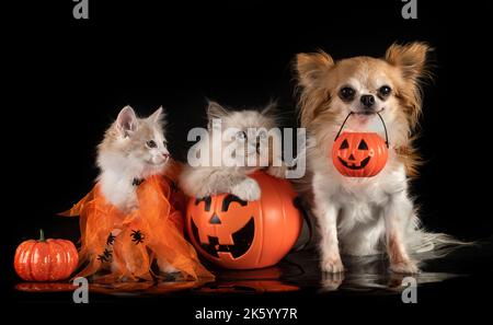 Giovane Kurilian Bobtail, chihuahua e gatto birman di fronte a sfondo nero Foto Stock