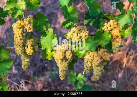 Dall'alto viti verdi con uve bianche mature appese su terreno coperto di fieno nelle giornate di sole in vigna Foto Stock