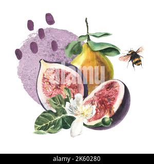 Composizione di fichi e pere e macchie acquerello su fondo bianco. Illustrazione dipinta a mano in acquerello. Foto Stock