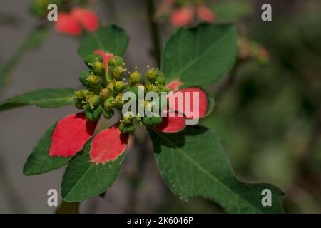 Primo piano di poinsettie rosse (Euphorbia pulcherrima) sfondo floreale Foto Stock