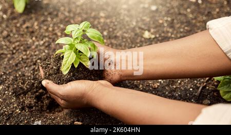 Primo piano di coltivatore che tiene sporco. Coltivatore americano africano che tiene germogli crescenti di pianta in suolo. Coltivatore che controlla la conservazione di piante crescenti. Coltivatore Foto Stock