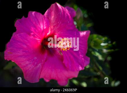 Hibiscus fiore, petali rosa, primo piano su sfondo nero, in luce drappeggiato concetto orticoltura e giardinaggio Foto Stock