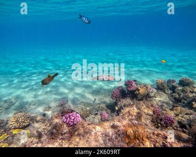 Klunzinger's wrasse noto come Thalassoma rueppellii sott'acqua presso la barriera corallina. Vita subacquea della barriera corallina con coralli e pesci tropicali. Coral Reef at Foto Stock