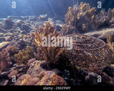 Vista panoramica subacquea della vecchia gabbia di granchi sulla barriera corallina con pesci tropicali, alghe e coralli al Mar Rosso, Egitto. Foto Stock