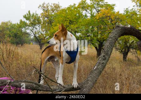 Ritratto di cane basenji maturo in piedi sul ramo selvatico di pera e guardando intorno Foto Stock