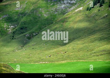 Una piccola mandria di bovini che pascolano nei prati d'alta quota della valle di Valles Foto Stock