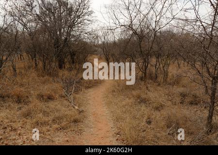 Bush Path che conduce attraverso il secco Bush Veld in Sud Africa - una passeggiata nel selvaggio Foto Stock