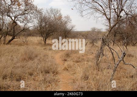 Bush Path che conduce attraverso il secco Bush Veld in Sud Africa - una passeggiata nel selvaggio Foto Stock