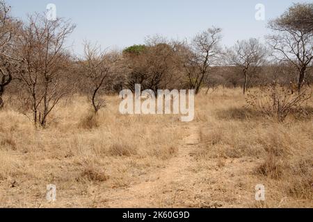 Bush Path che conduce attraverso il secco Bush Veld in Sud Africa - una passeggiata nel selvaggio Foto Stock