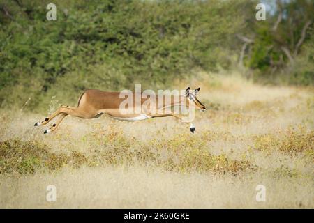 Impala (Antidorcas marsupialis) correndo e saltando attraverso praterie gialle. Parco Nazionale di Etosha, Namibia, Africa Foto Stock