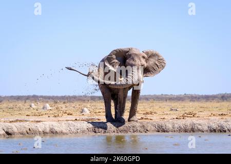 Elefante (Loxodonta africana) primo piano bere, animale isolato sullo sfondo del cielo. Nxai Pan, Botswana, Africa