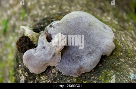 Australian Cloud Ear funghi, auricularia cornea, che cresce su legno morto nella foresta pluviale subtropicale, Queensland. Berretti pelosi e grigiastri. Foto Stock