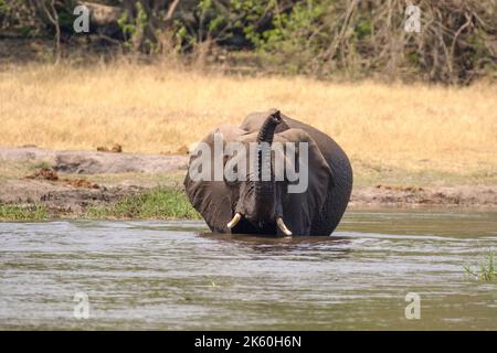 Elefante (Loxodonta africana) che attraversa l'acqua del fiume Khwai. Delta dell'Okavango, Botswana, Africa Foto Stock