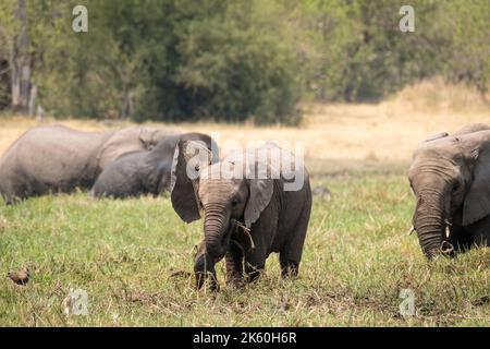 Elefante bambino (Loxodonta africana) che attraversa palude di fiume con le sue orecchie sparse. Delta dell'Okavango, Botswana, Africa Foto Stock