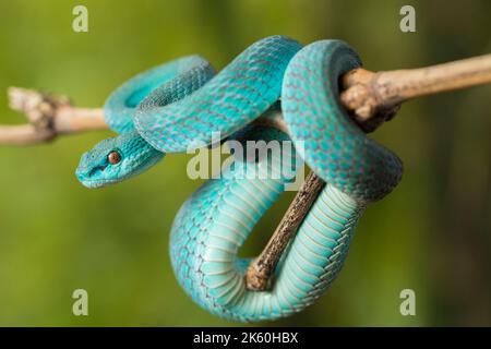 Blue insularis serpente (Trimeresurus insularis) Isola di Pit Viper con un bordo bianco appeso su un ramo Foto Stock
