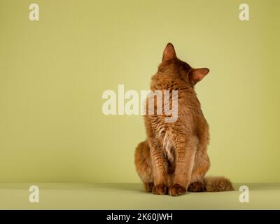 Carino gattino di gatto somalo del sorgo, seduto in su di fronte. Guardando oltre la spalla all'indietro, non mostrando il volto. Isolato su un fondo verde tenue. Foto Stock