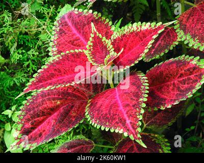 Un primo closeup shot di Coleus scutellarioides, comunemente noto come coleus, è una specie di pianta fiorente della famiglia Lamiaceae, originaria del sud-est asiatico Foto Stock