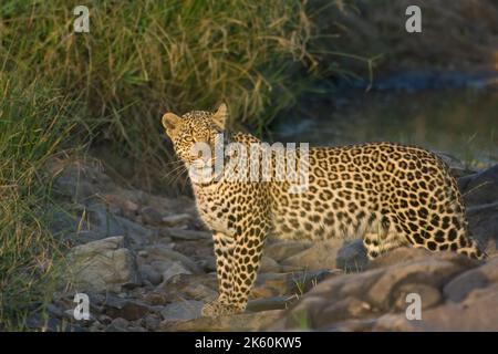 Leopardo, Panthera pardus, Masai Mara, Kenya Foto Stock