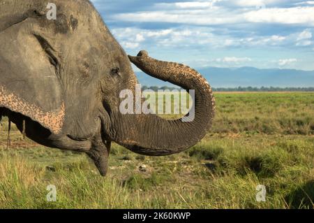 O asiatico Elefante Asiatico, Elephas maximus, il parco nazionale di Kaziranga, Assam, India Foto Stock