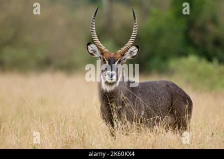 Male Defassa Waterbuck, Kobus ellissiprymnus defassa, Masai Mara Parco Nazionale, Kenya Foto Stock