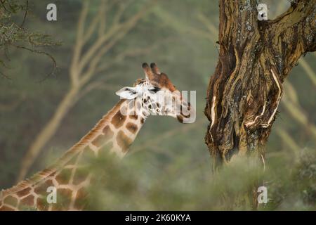 Rotschild Giraffe nella savana, Giraffa camelopardalis rothschildi, Parco Nazionale del Lago Nakuru, Kenya Foto Stock