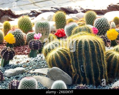 Cactus a botte d'oro (Echinocactus grusonii o Kroenleinia grusonii) che crescono in pentole in un vivaio fiorito. Uttarakhand India. Foto Stock