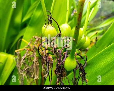 Piante velenose. Crinum asiaticum, comunemente noto come bulbo di veleno, giglio di crinum gigante, giglio di crinum grande, o giglio di ragno. Uttarakhand India. Foto Stock