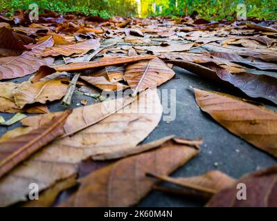 Foglie secche di colore marrone caduto, sparo a terra di un viale durante l'autunno. Uttarakhand India. Foto Stock