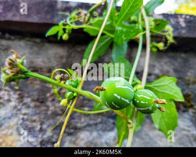 Frutti e leacves di Diplociclos palmatus, un vitigno della famiglia Cucurbitaceae. Comunemente noto come brigata nativa o cetriolo a strisce. Uttarakhand India Foto Stock