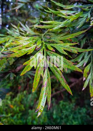 Primo piano di una foglia di Grevillea robusta, comunemente conosciuta come la quercia serica meridionale. Uttarakhand India Foto Stock