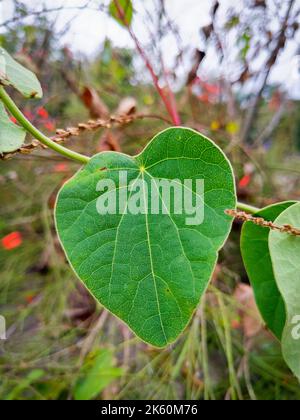 Un primo piano di una foglia verde con sistema venoso visibile. Le vene sono composte da cellule dello xilema e del floem. uttarakhand India. Foto Stock