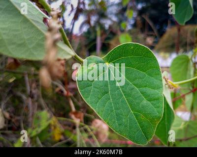 Un primo piano di una foglia verde con sistema venoso visibile. Le vene sono composte da cellule dello xilema e del floem. uttarakhand India. Foto Stock